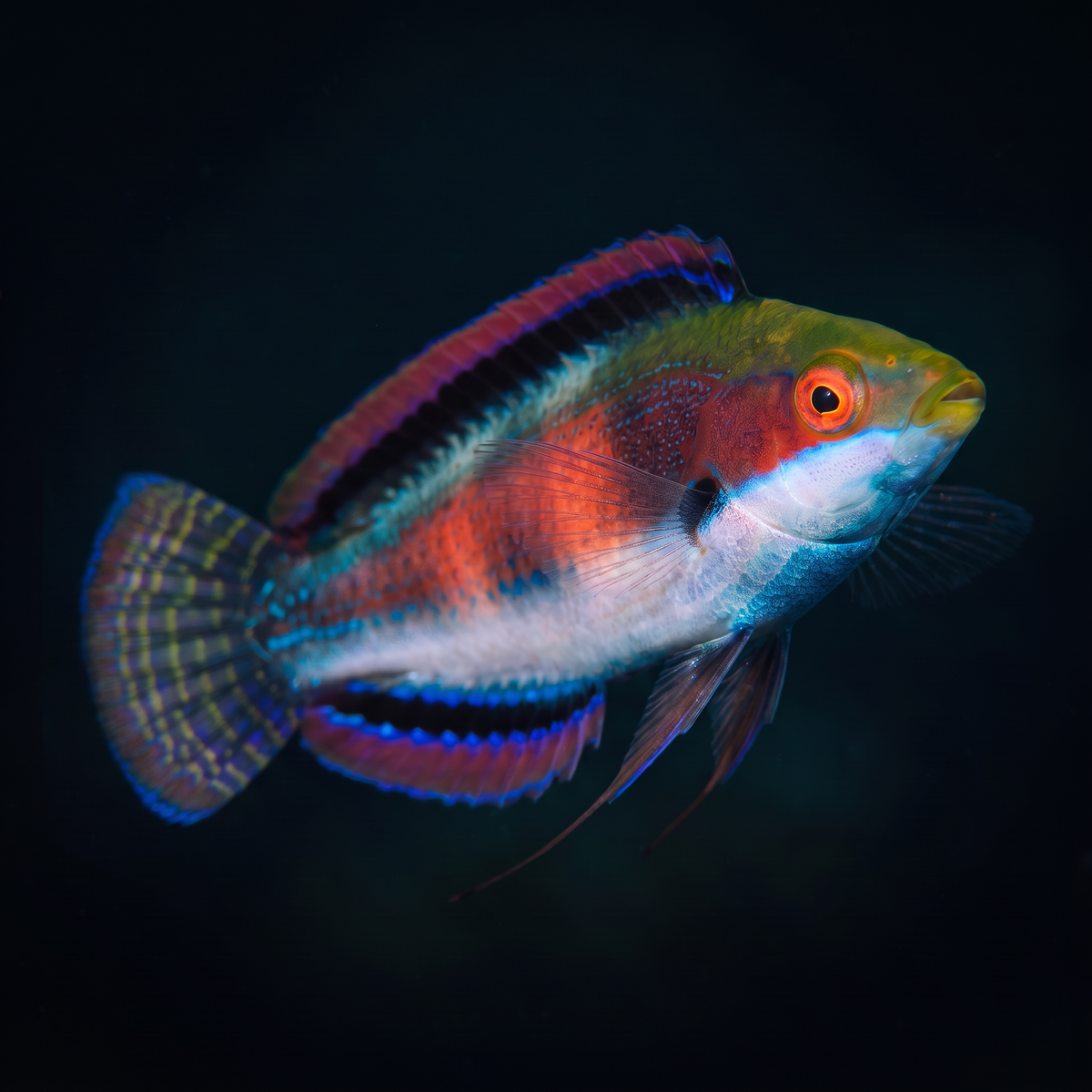 Katherine's Fairy Wrasse saltwater fish care guide