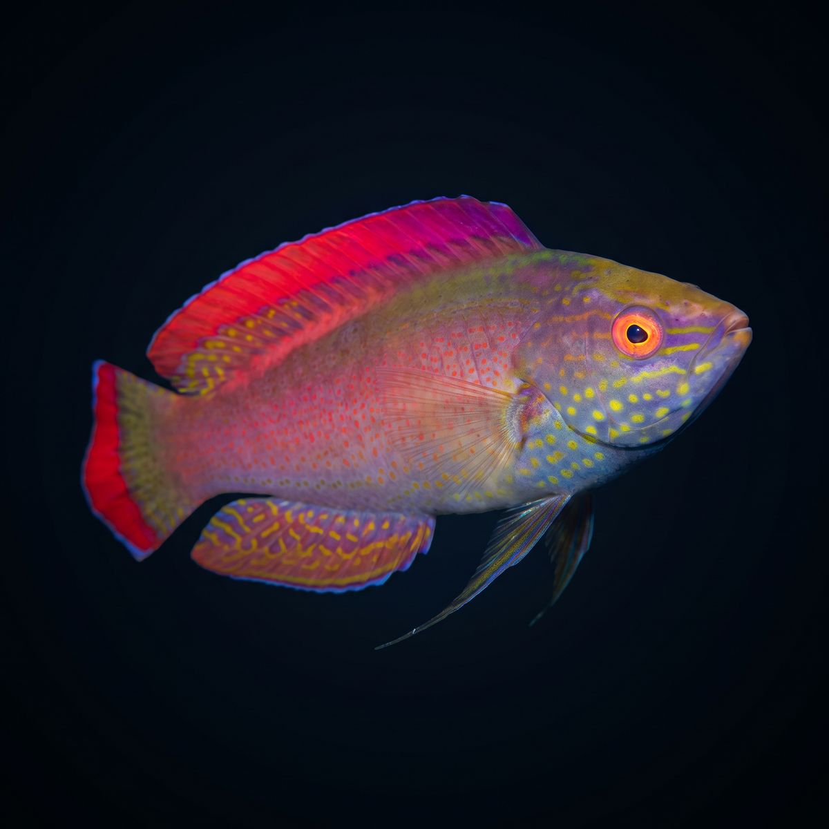 Red Margin Fairy Wrasse - Male