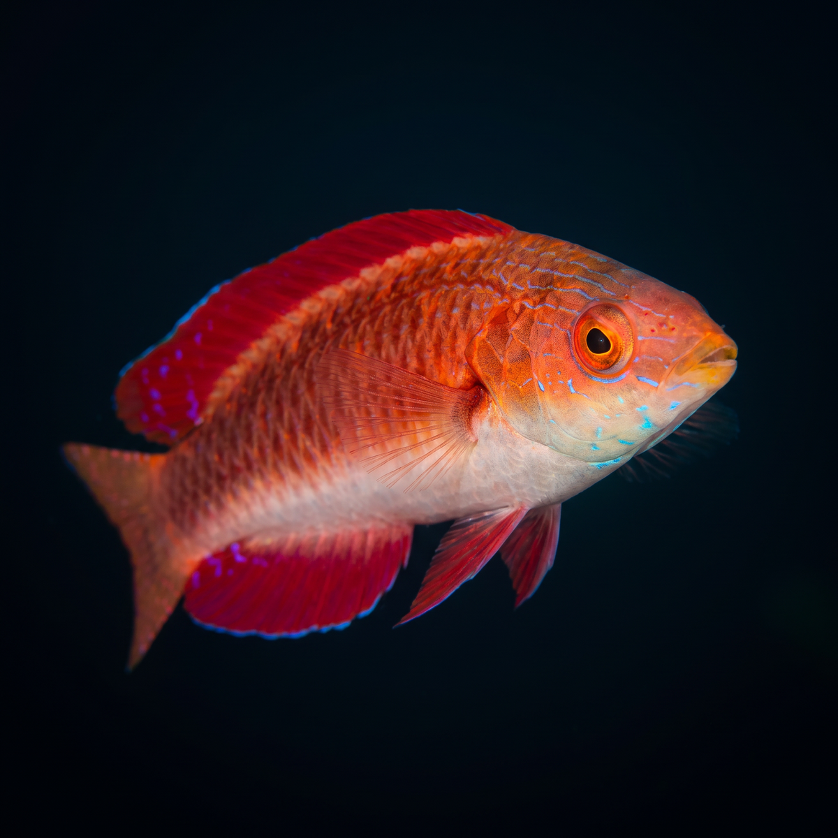 Ruby Finned Fairy Wrasse
