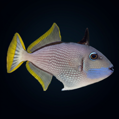 Blue Throat Triggerfish - Male - Xanthichthys auromarginatus