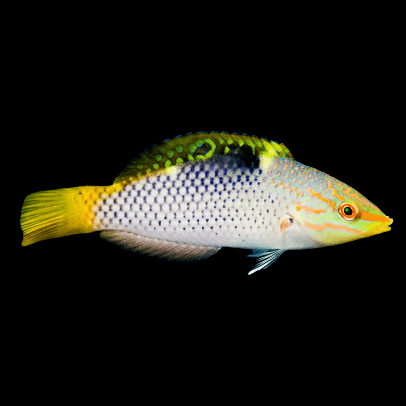 Marble Wrasse saltwater fish care guide