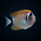 Masked Swallowtail Angelfish - Female - Genicanthus semifasciatus