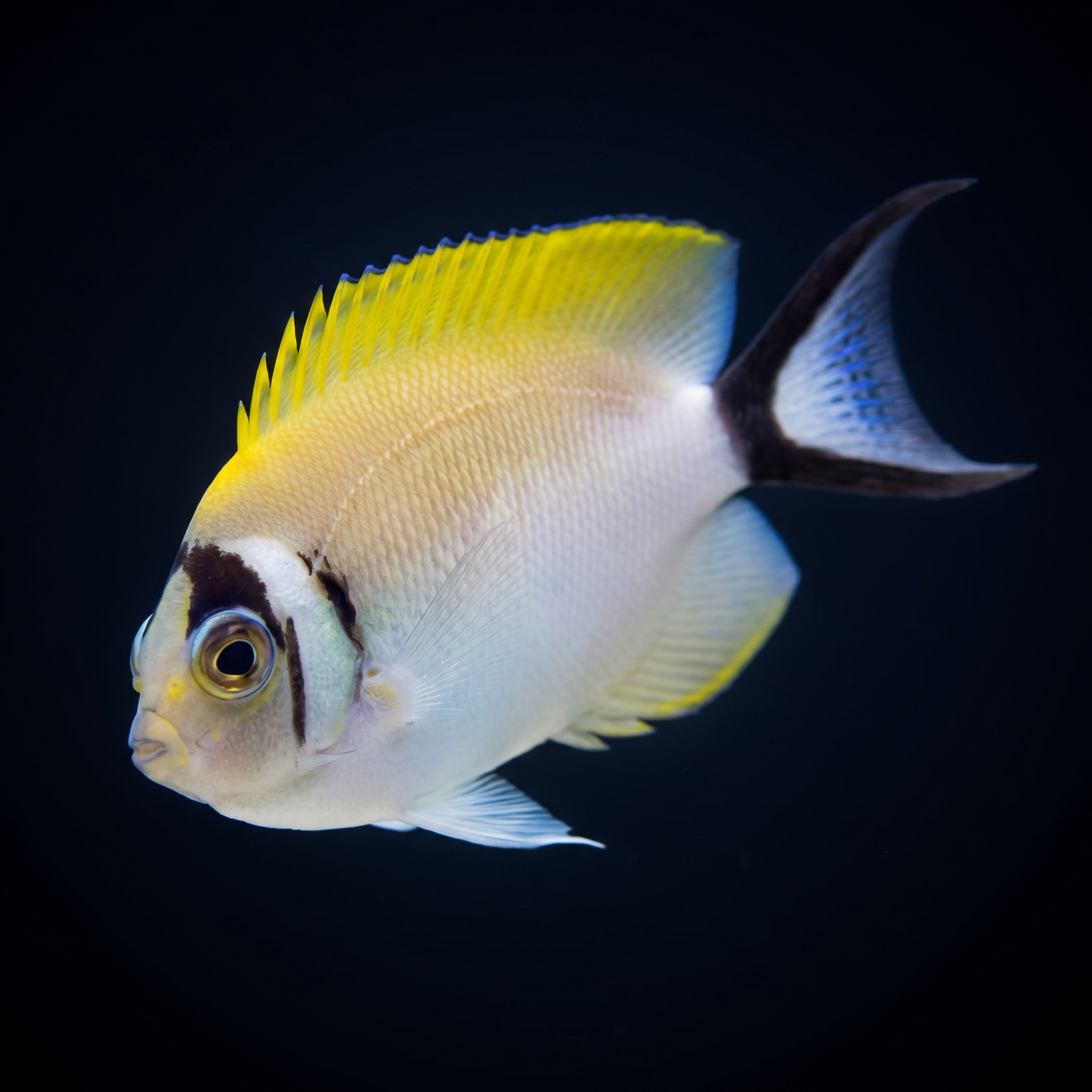 Masked Swallowtail Angelfish - Female - Genicanthus semifasciatus