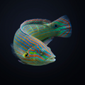 Melanurus Wrasse - Male