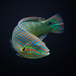 Melanurus Wrasse - Male