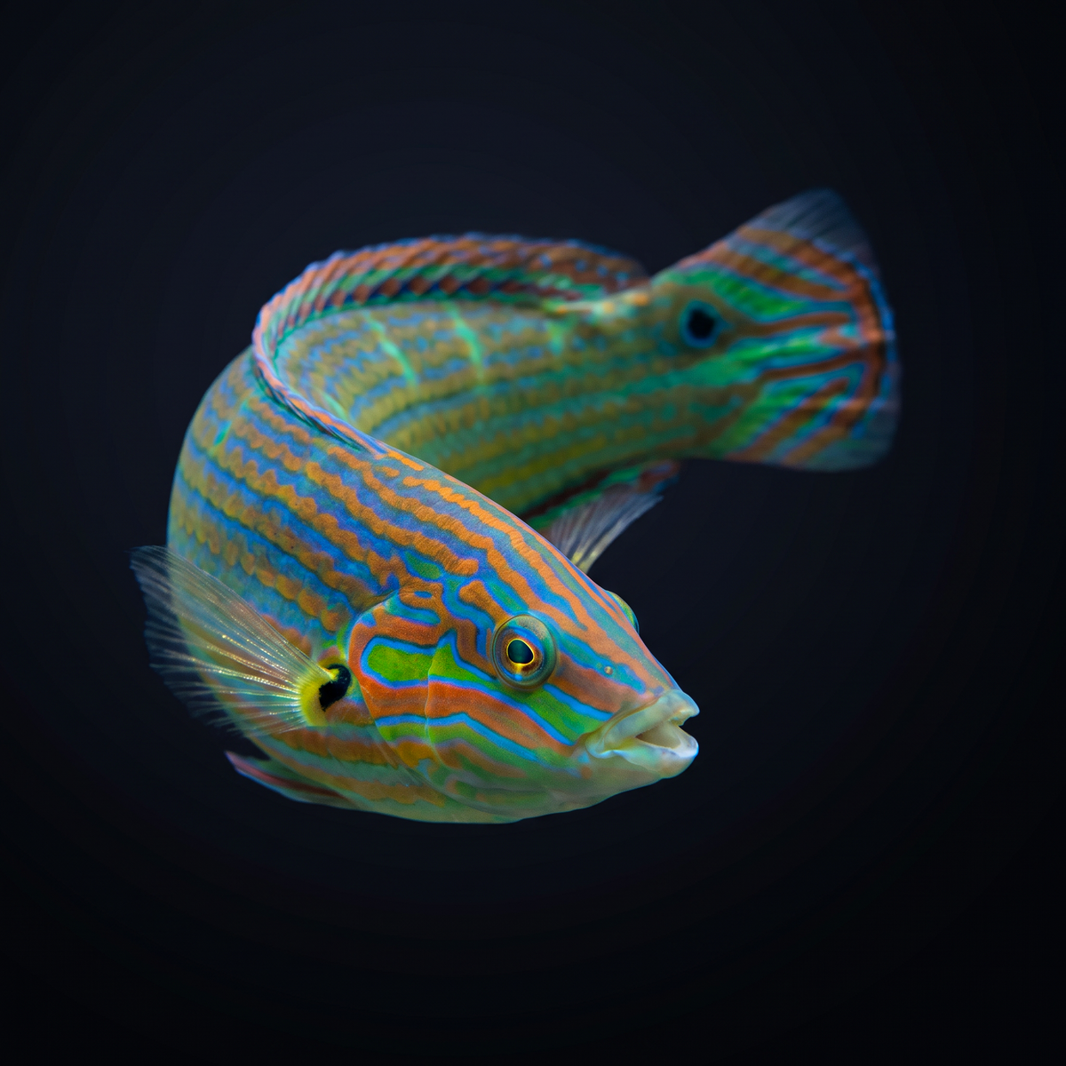 Melanurus Wrasse - Male