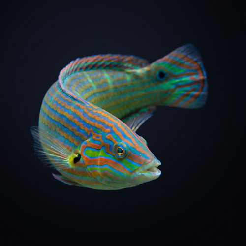 Melanurus Wrasse - Male
