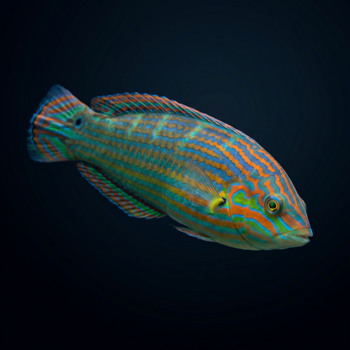 Melanurus Wrasse - Male