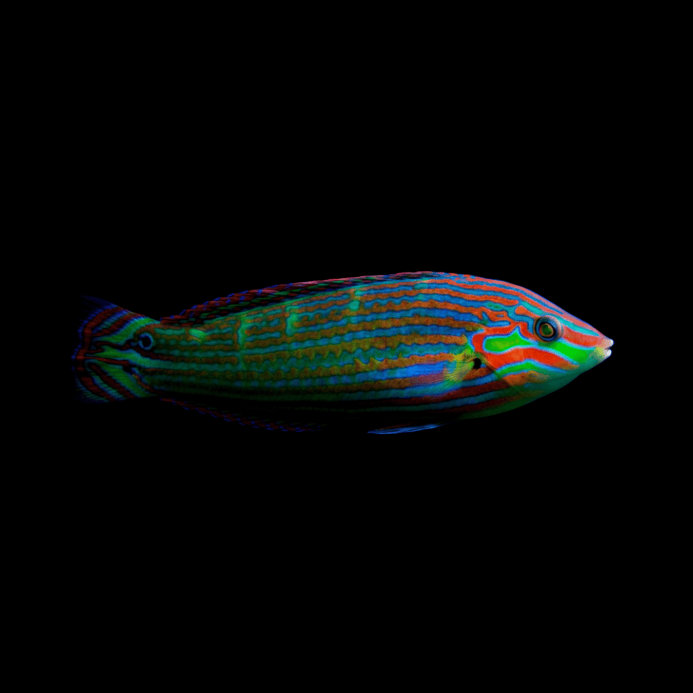 Melanurus Wrasse