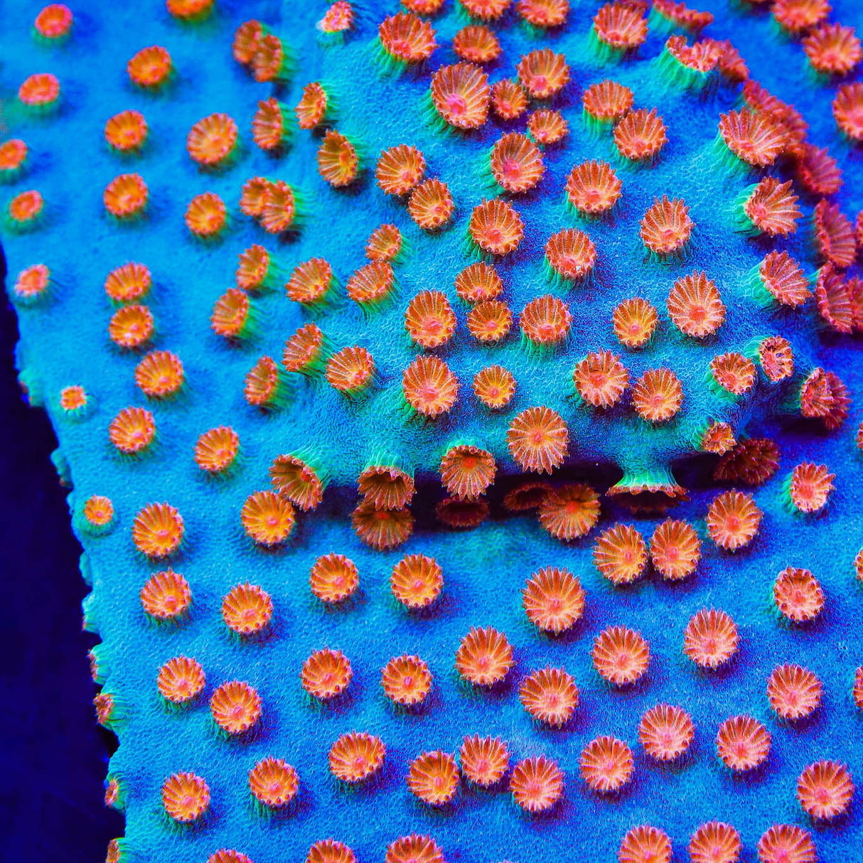 Meteor Shower Cyphastrea Coral