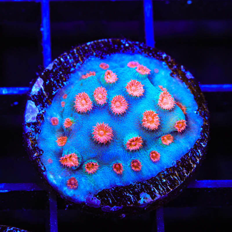 Meteor Shower Cyphastrea Coral