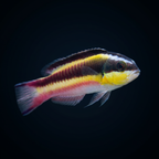 Mexican Rock Wrasse
