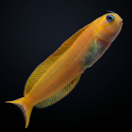 Midas Blenny - Ecsenius midas