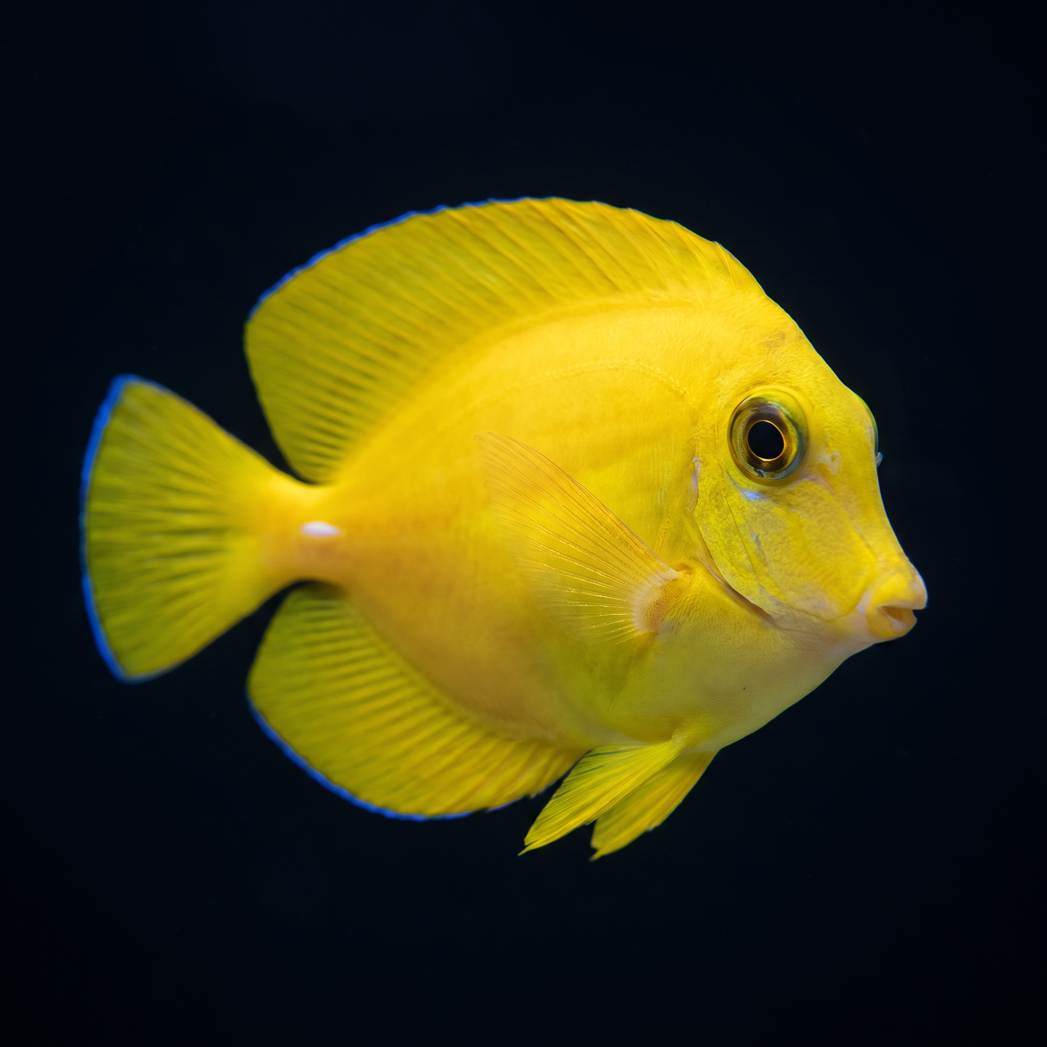 Chocolate (Yellow Mimic) Tang - Fiji