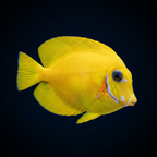 Chocolate (Yellow Mimic) Tang
