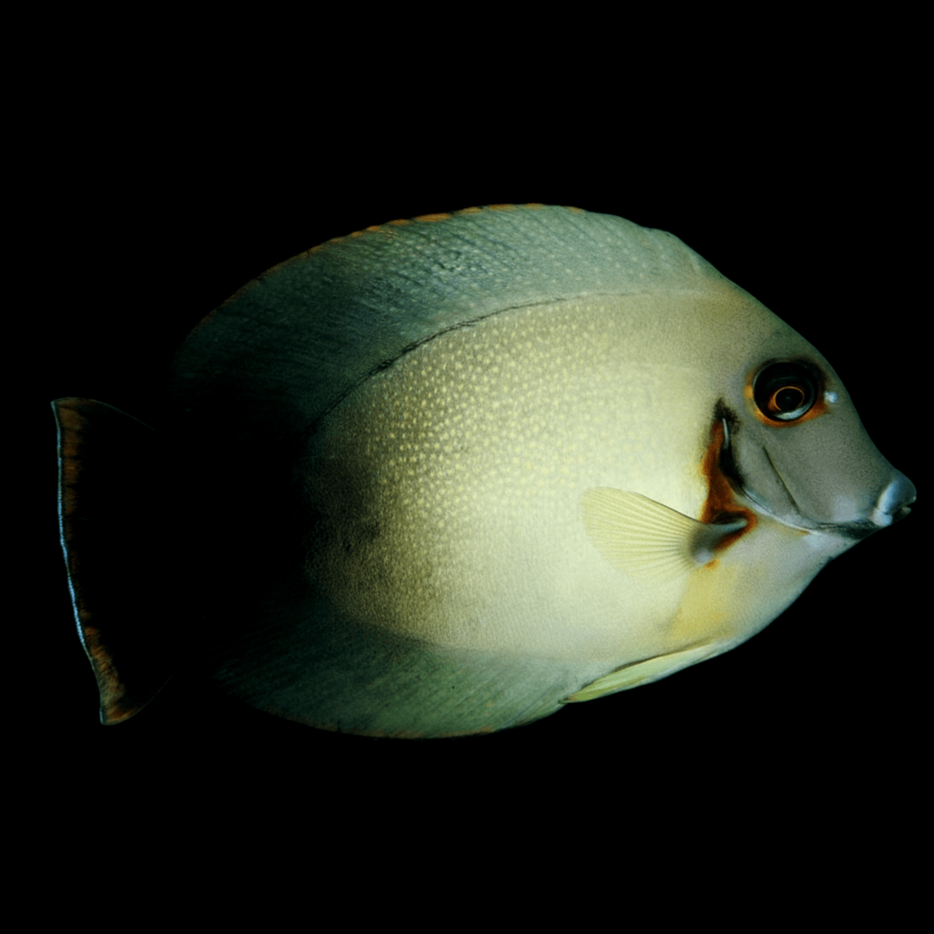 Mimic Half Black Tang saltwater fish care guide