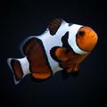 Mocha Gladiator Clownfish - Amphiprion ocellaris