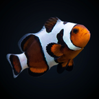 Mocha Gladiator Clownfish - Amphiprion ocellaris