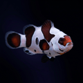 Mocha Storm Clownfish - Amphiprion ocellaris