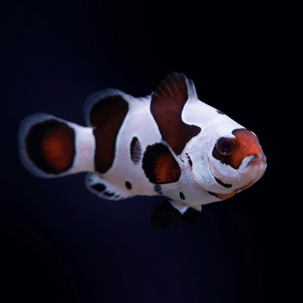 Mocha Storm Clownfish - Amphiprion ocellaris