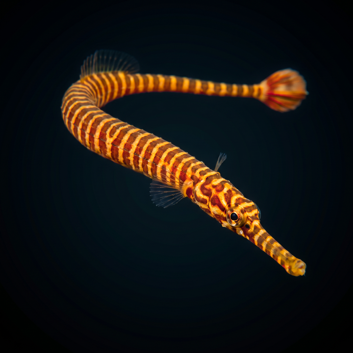 Yellow Multibanded Pipefish saltwater fish care guide