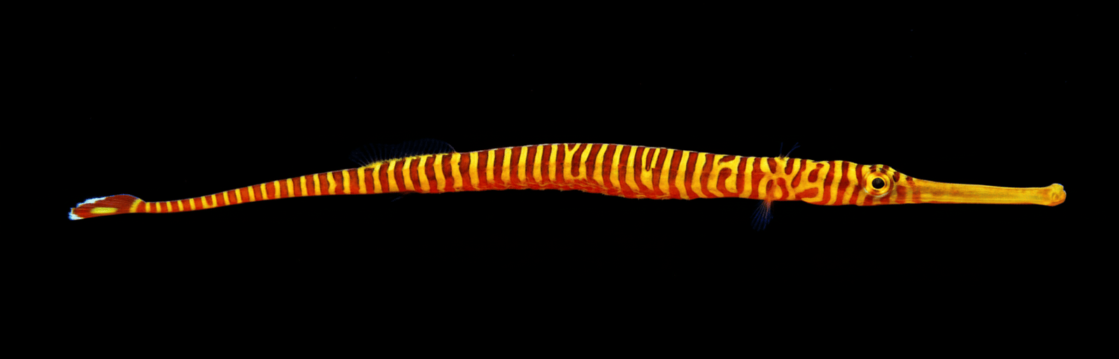 Multibanded Pipefish