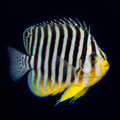 Multibar Angelfish