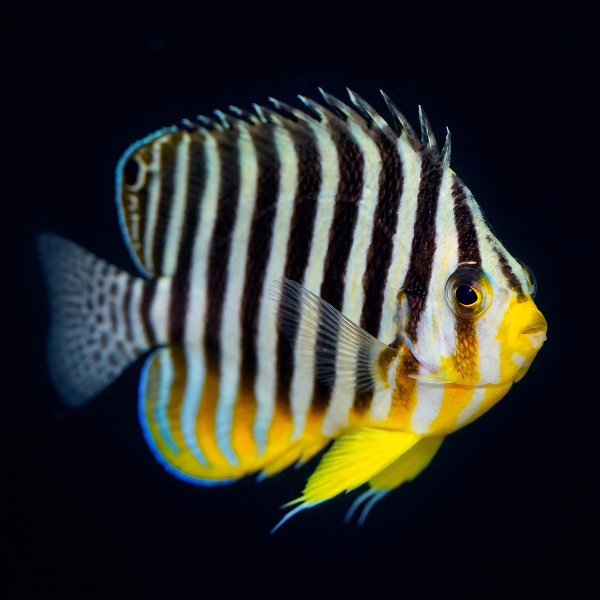 Multibar Angelfish