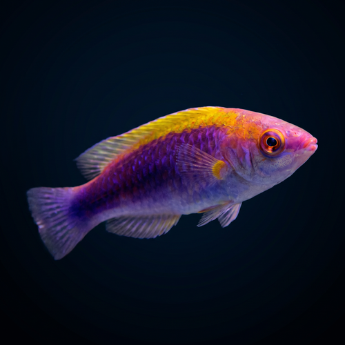 Multicolor Fairy Wrasse