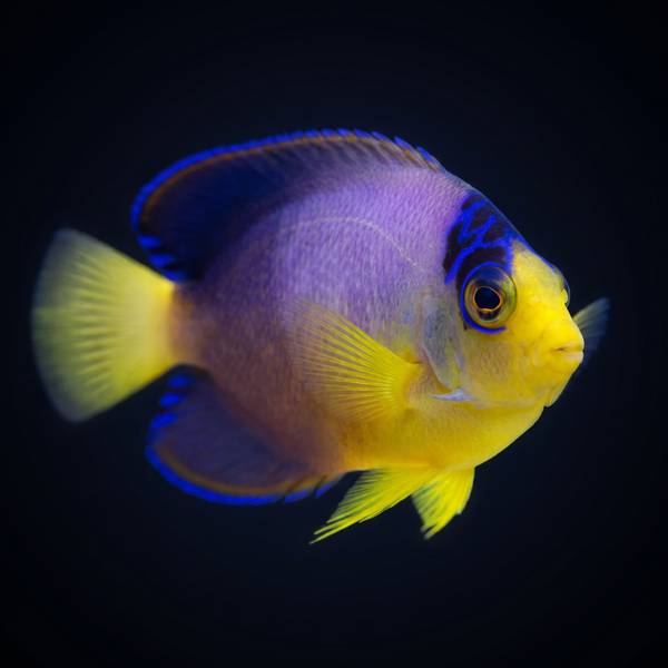 Multicolor Dwarf Angelfish