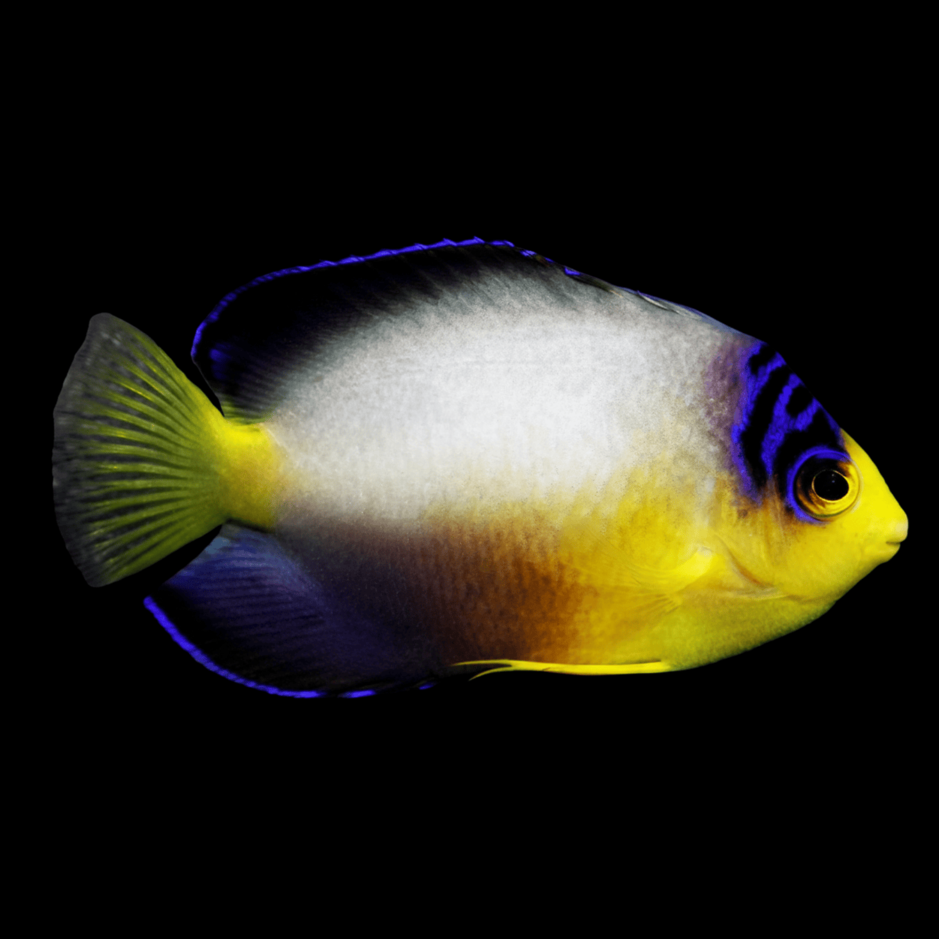 Multicolor Dwarf Angelfish saltwater fish care guide