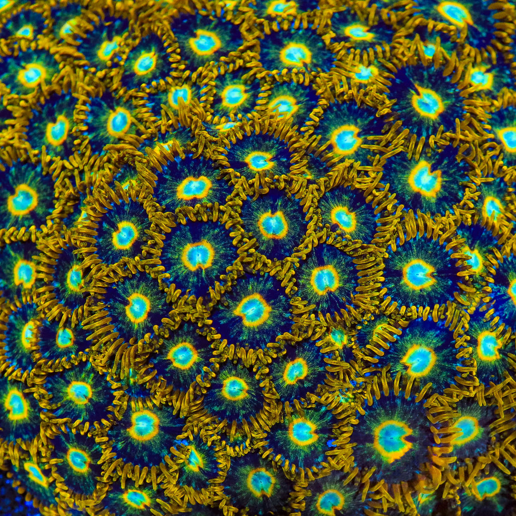 Murder Hornet Zoanthids Coral - mother colony