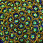 Murder Hornet Zoanthids Coral - mother colony