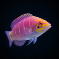 White Bar Mystery Wrasse