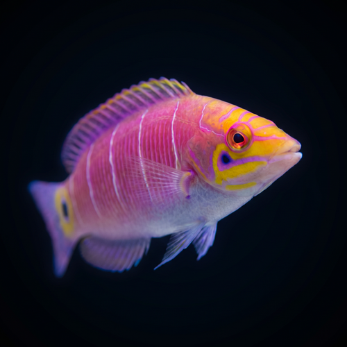 White Bar Mystery Wrasse