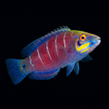 White Bar Mystery Wrasse - Pseudocheilinus cf. ocellatus