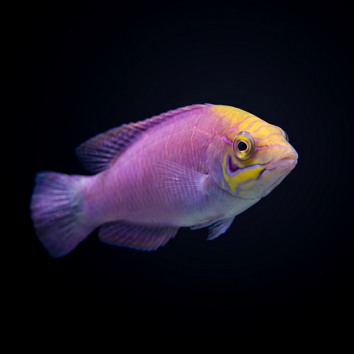 Mystery Wrasse saltwater fish care guide