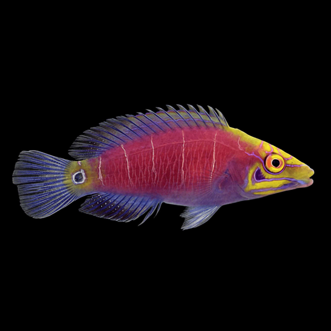 Mystery Wrasse