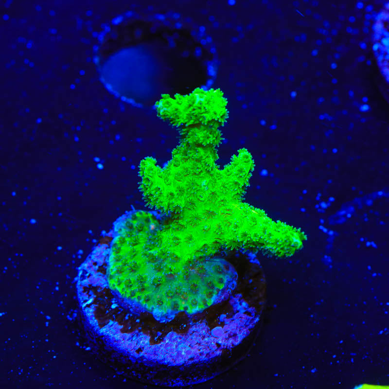 Neon Green Pocillopora Coral