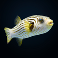 Narrow Lined Pufferfish