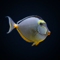 Naso Tang - Fiji