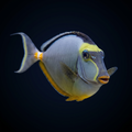 Naso Tang - Palau