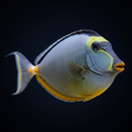 Naso Tang - Male