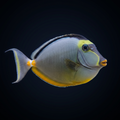 Naso Tang