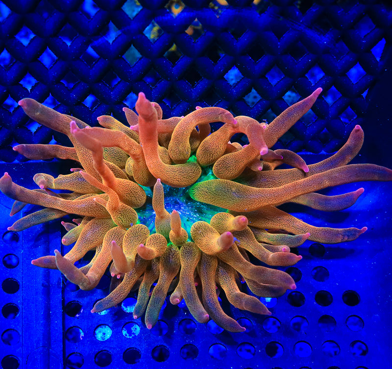 Rainbow Bubbletip Anemone