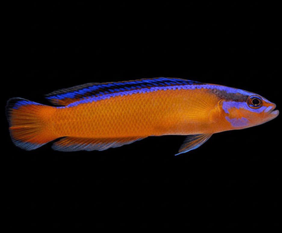 Neon Dottyback