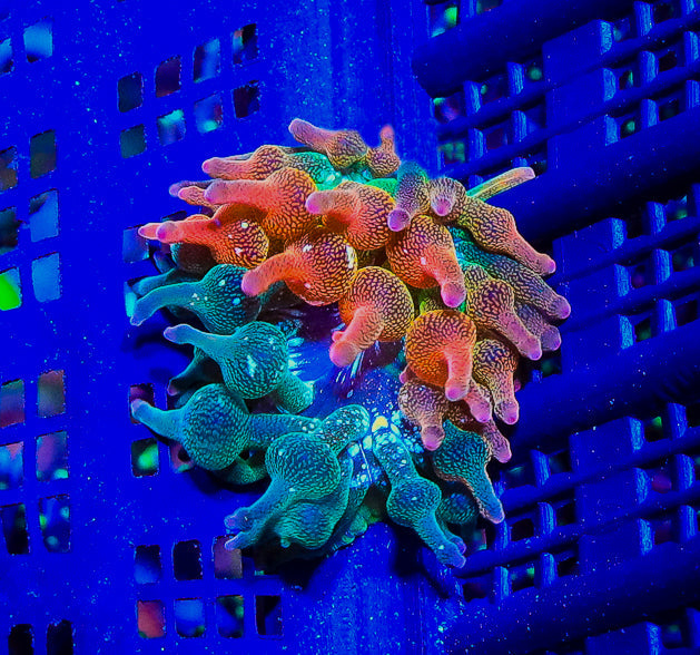 Nexus Burst Bubbletip Anemone 1/2 Split Red/Green - Almost WYSIWYG