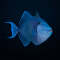 Niger Triggerfish - Fiji