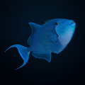 Niger Triggerfish - Red Sea
