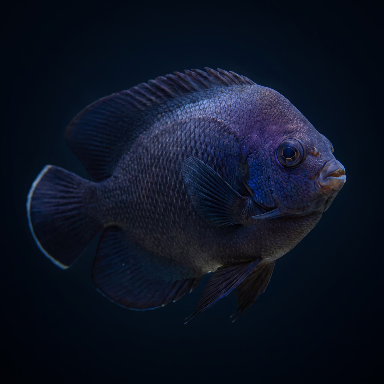 Black Nox Dwarf Angelfish saltwater fish care guide
